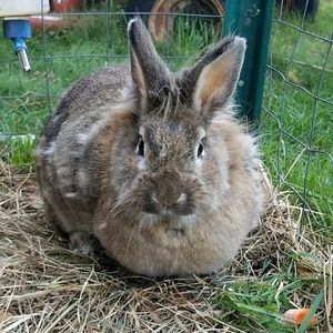 Meet your Posher, Hare